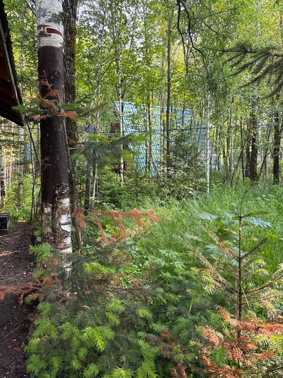 The image depicts a dense, green forest in Bol'shaya Rechka, Russia. In the foreground, a small evergreen tree with some browning branches is visible, situated next to a large, dark-barked tree with patches of white. To the left, a portion of a wooden structure, possibly a building or shed, can be seen. The background is filled with a variety of trees and lush undergrowth, with a light blue roof of a building partially obscured by the foliage. The scene is illuminated by natural sunlight filtering through the trees, creating dappled light and shadows. The overall impression is one of a secluded, natural environment.