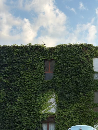 The media file captures a section of a building facade heavily covered in dense green ivy, contrasting with a bright blue sky filled with white, fluffy clouds. The perspective is vertical, making the ivy-covered wall appear as a massive, textured green mass. Several windows are visible within the ivy, some with dark frames and glass, others appearing to be covered by translucent material or partially obscured by the foliage. One window frame has a dark reddish-brown color. At the top edge of the frame, a section of a light blue object with a chrome detail is visible, suggesting the presence of a vehicle or architectural element. Towards the upper left of the image, a metallic structure resembling an antenna or weather vane protrudes from the top of the ivy. The lighting suggests it is daytime, likely late morning or afternoon, with clear weather conditions. The scene appears to be an exterior urban or suburban setting. No people are visible. There is no discernible text in the image.