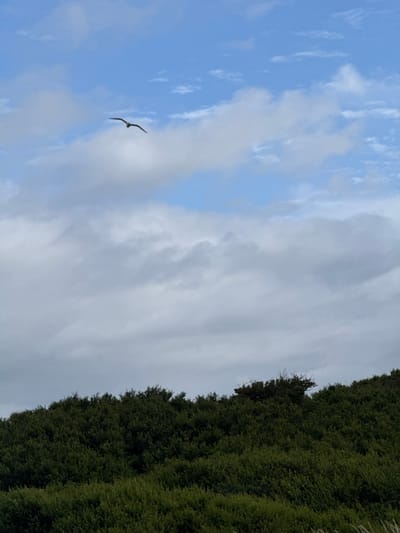 The image presents a natural outdoor scene, located in Octeville-sur-Mer, France. The upper two-thirds of the frame are occupied by the sky, characterized by a mix of clear blue areas and prominent cloud formations. The upper portion displays patches of light blue sky with scattered, wispy white clouds. Below this, a denser, more continuous layer of greyish-white clouds extends across the mid-section, indicating significant atmospheric moisture.

A single bird, appearing dark and silhouetted against the lighter sky, is captured in flight in the upper-left quadrant. Its wings are extended horizontally, indicating active flight.

The lower third of the image features a hillside covered in dense, dark green vegetation. This foliage appears uniform in texture and color, consistent with an extensive growth of shrubs or low-lying trees. The crest of the hill forms a distinct horizon line where the vegetation meets the cloudy sky. The overall illumination is soft and diffused, characteristic of an overcast or partly cloudy daytime environment. No human presence or artificial structures are discernible within the frame.