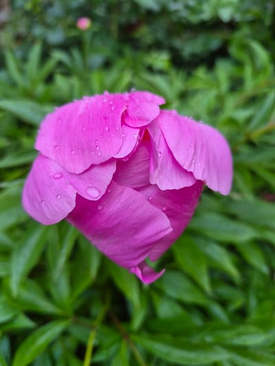 A close-up photograph presents a single, partially opened flower dominating the central frame. The flower displays vibrant magenta-pink petals, covered with numerous small, clear water droplets. The background is composed of densely blurred green foliage, creating a shallow depth of field. A faint, out-of-focus pink object, consistent with another flower bud, is visible in the upper-central background. No human figures or discernible man-made structures are present within the image. This scene is located in Hlevakha, Ukraine.