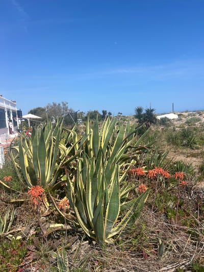 The image depicts a coastal landscape in La Marina De Creixell, Spain. In the foreground, there are several large agave plants with yellow-edged leaves. Some of these plants feature orange flower spikes. Interspersed among the agaves are other plants and dry grasses. In the mid-ground, there is a view of buildings with white exteriors and a blue sky. Beyond the buildings, there's a vegetated sandy area possibly leading to a beach, with additional plants scattered across the dunes. The sky is clear and blue, with a possible faint crescent moon visible.