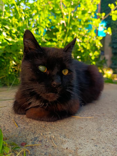 A black cat with heterochromia, one eye green and the other yellow, lies on a concrete surface outdoors. The cat is in a relaxed position, with its front paws tucked underneath its body. The background is a blur of green foliage, suggesting it is near trees or bushes. The lighting indicates it is daytime, with sunlight casting shadows. The concrete surface appears worn and slightly gritty, with scattered dried plant debris. The image is cropped to focus on the cat, with the background out of focus. There are no people or other animals visible in the frame. The location is identified as Tash-Dobo, Kyrgyzstan.