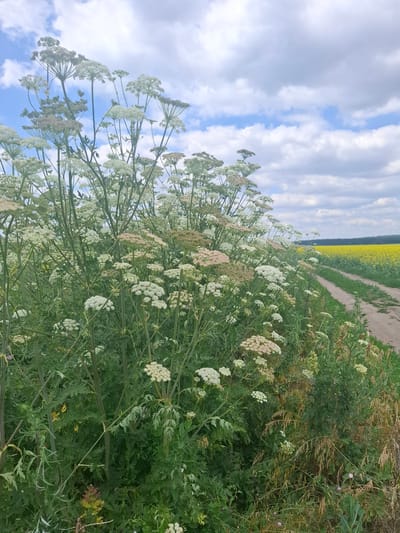In Treshchevka, Russia, a dirt path winds through a rural landscape under a cloudy sky. The path is bordered by dense vegetation, featuring a profusion of tall, white wildflowers with umbrella-shaped clusters of blooms. These plants dominate the foreground, their stems and leaves creating a lush, green mass. To the right of the path, a vibrant field of yellow flowers stretches towards the horizon, contrasting with the green foliage and the muted tones of the path and sky. The overall scene depicts a natural, undeveloped outdoor environment.