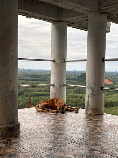 A medium-sized, tan-colored dog is resting on a tiled floor under a concrete overhang supported by thick, circular columns. The dog is lying on its side with its head down, appearing to be asleep. Behind the dog, through an opening framed by the columns and a metal railing, is a lush green landscape of rolling hills covered in trees. In the distance, a tiered, conical structure, possibly a stupa, is visible amongst the trees. The sky is overcast with clouds. The location is identified as Ban Sadet, Thailand.