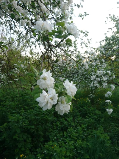 A daytime shot, likely taken in Terezyne, Ukraine, displays an apple tree in full bloom. The flowers are white and dense, clustered on the branches, some appearing crisp and well-defined, others slightly blurred. Green foliage surrounds the tree, with a backdrop of denser greenery suggesting a garden or wooded area. The sky is visible in patches, appearing pale. The image has been rotated, placing the greenery in a vertical orientation.
