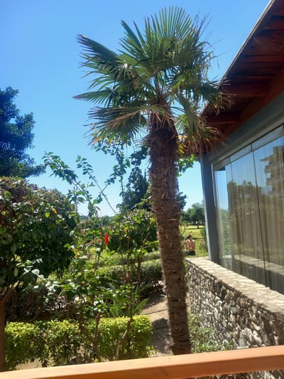 A young man stands in a lush green garden, his back to the viewer. He is shirtless, wearing dark shorts. The garden is vibrant with various plants and trees, including a tall palm tree in the foreground. To the right, a modern building with large glass windows and a wooden roof overlooks the scene. A stone wall separates the garden from the building's patio. In the distance, more greenery and trees are visible under a clear blue sky. The scene appears to be from a resort or a private residence in Kos, Greece, judging by the Mediterranean vegetation and architecture.