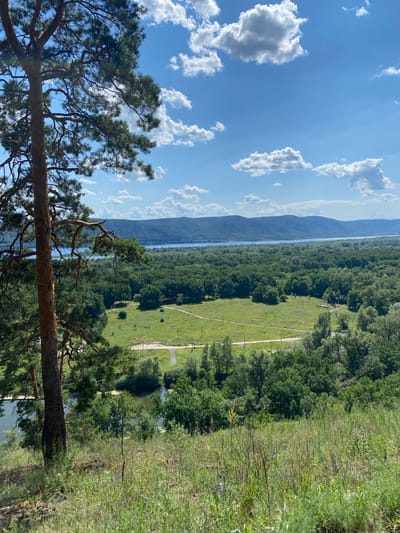 A high-angle, vertical, outdoor shot captures a scenic vista with a large pine tree in the foreground. The pine tree is positioned on the left side of the frame, its trunk and branches creating a strong visual element. Beyond the tree, the landscape unfolds with a wide, calm river or lake, bordered by lush green forests. A gently rolling green meadow with a dirt road winding through it is visible in the middle ground. In the distance, rolling hills with a forested appearance are silhouetted against a bright blue sky dotted with fluffy white clouds. The overall scene suggests a natural, tranquil environment, likely a park or natural reserve, given its picturesque qualities and the presence of recreational elements such as the road and open spaces. The location is identified as Mastryukovo, Russia. There are no people or animals visible in the frame. The lighting suggests it is daytime, with the sun high in the sky, casting subtle shadows.