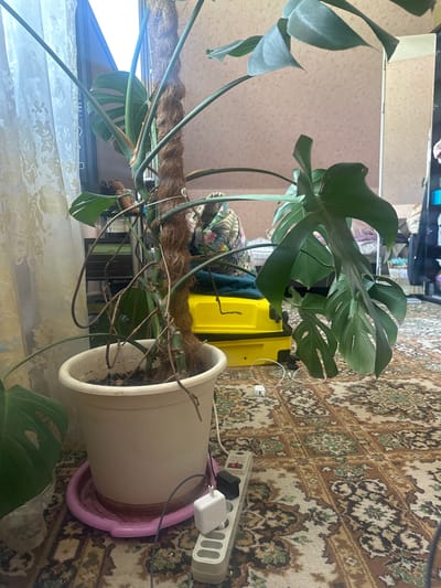 A houseplant, identified as a Monstera Deliciosa, stands in a cream-colored pot on a pink saucer on a patterned rug. The plant is supported by a coir pole and has large, fenestrated leaves. Behind the plant, a yellow suitcase is visible, and further back, a shelf unit with items on it. To the left of the plant, a sheer curtain hangs by a window. Electrical equipment, including a power strip with several plugs and a white adapter, is on the rug in front of the pot. The lighting suggests an indoor setting, possibly a room in a residence. The location is described as Chernobylets, Russia.