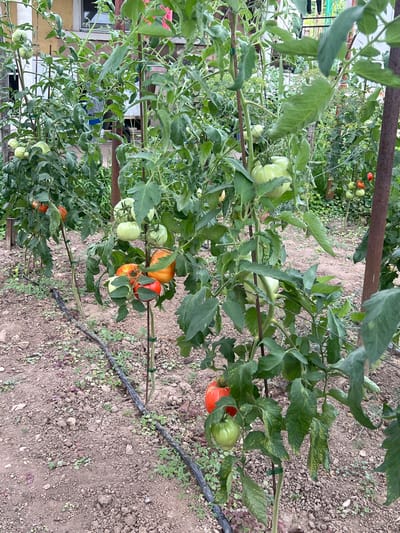 An outdoor, eye-level, medium shot captures a row of tomato plants in various stages of growth and ripeness. The plants are staked with thin poles, and a black irrigation tube runs along the ground in front of them. The soil is dry and rocky, with sparse green weeds. In the background, a building with a yellowish facade and windows is visible, partially obscured by foliage. Some clothes are hanging on a clothesline behind the building. The overall impression is of a home garden. The image does not contain any explicit information that would allow for a specific location within Ohrid, Bulgaria.