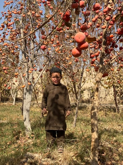 A young boy in a dark brown suit and black cap stands among persimmon trees laden with orange fruit. He holds a small piece of wood in his hand. The background consists of dry grass and light-colored tree trunks. The sky peeks through the branches of the trees, suggesting a sunny day. The composition emphasizes the boy's presence within the orchard environment.