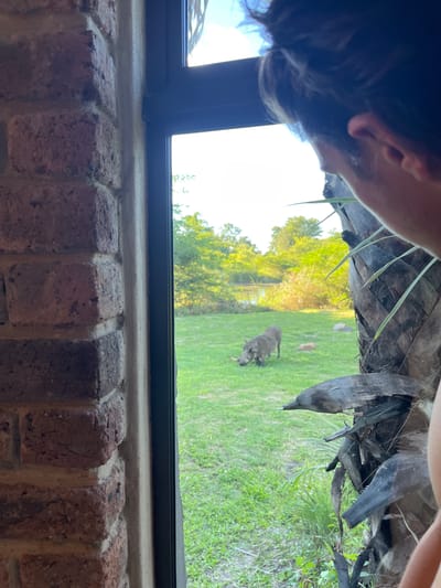 From a low angle through a window, a man with dark hair is looking down on an outdoor scene. The window is framed by brick. Outside, there is a grassy field with a warthog in the middle ground. In the background, there are trees and a body of water. Based on the presence of warthogs, this is likely in or near the city of Livingstone, Zambia. The image gives the impression that the viewer is peeking at the scene.