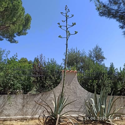This is a media file showing an agave plant with a long stalk reaching upwards into a bright blue sky. The stalk is covered in small, budding structures, indicating it is in the process of flowering. The agave plant itself is large and appears to be growing from a textured stone wall. Surrounding the agave are various trees and foliage, creating a lush, green backdrop. A metal fence is also visible in parts of the image, separating the garden area.
The scene is bathed in bright sunlight, suggesting a clear day with warm weather. The shadows cast by the agave and foliage indicate the sun is positioned in a way that suggests it is midday or early afternoon. The presence of the agave plant, the stone wall, and the Mediterranean-style foliage suggest a location in a warm climate, consistent with Terlizzi, Italy.
There is visible text on the right side of the image, reading "26.06.2026 10:41". This appears to be a timestamp indicating the date and time the image was captured. No people or explicit activities are depicted. The overall mood is serene and natural, focusing on the botanical subject and its environment.
