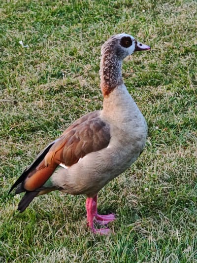 An Egyptian goose stands on a grassy lawn. The goose is facing right in profile. It has a gray body, brown wings, and bright pink legs and feet. Its head is speckled gray and brown with a distinctive brown eye patch and a pink beak. The background is an out-of-focus green lawn. This image was taken in Freiburg im Breisgau, Germany.