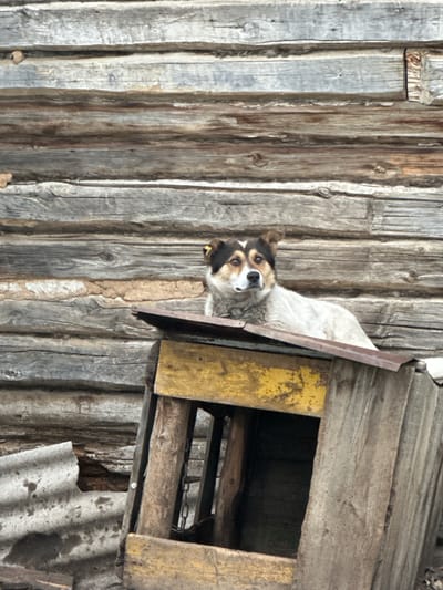A medium shot captures a domestic dog, a mixed breed with tan and white fur and dark markings around its eyes and ears, resting on top of a dilapidated wooden doghouse. The doghouse is partially constructed from weathered planks and features a yellow-painted opening. The dog is looking directly at the camera with a neutral expression. Behind the doghouse, a wall constructed of horizontal, weathered logs forms the backdrop. The environment appears rural or semi-rural, with a rough, unpaved surface visible in the foreground. The overall scene conveys a sense of rustic simplicity. The image is undated and unlocated.
