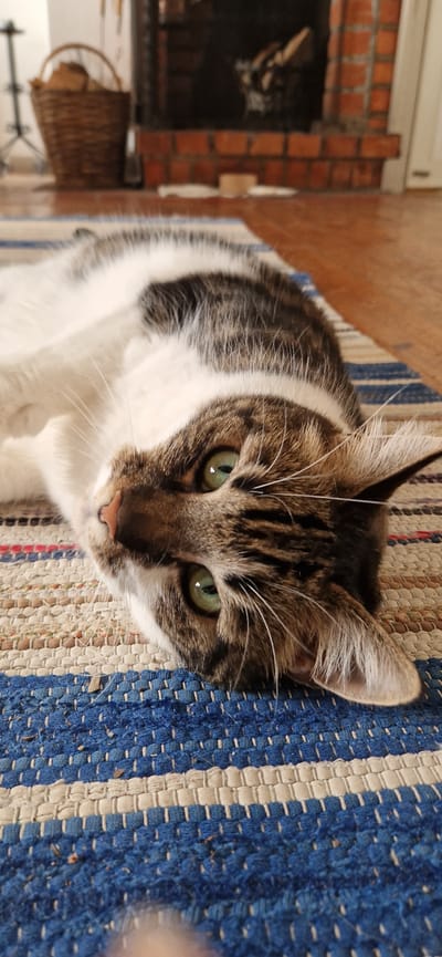 A domestic cat with tabby markings and green eyes lies on its back on a striped rug. The cat's face is partially obscured by its body and paws. In the background, a fireplace with a brick surround and a basket filled with firewood can be seen. The scene appears to be indoors, possibly in a residential setting. The location is not specified in Sigtuna, Sweden.