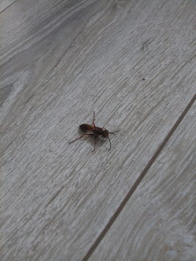 A dark brown insect, possibly a wasp, is lying on its side on a light-colored wooden floor. The insect is elongated with thin legs and antennae. The floor has a visible wood grain pattern running diagonally across the image. The lighting suggests an indoor environment. No people or other objects are visible in the frame. The location in Ivanava, Belarus, is not determinable from the image.