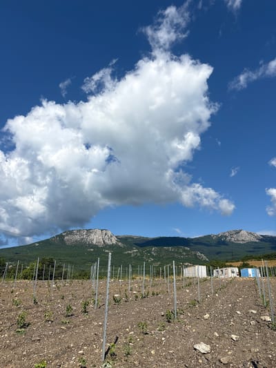 The image depicts a vineyard under cultivation on a hillside in Lazurnoe, Ukraine. The foreground is dominated by a field of young grapevines, supported by metal stakes and wire trellises. The soil is a mix of dark earth and small stones. In the mid-ground, several temporary structures, possibly storage containers or small buildings, are visible. Beyond the vineyard, a lush green mountain range forms the backdrop, with rocky outcrops and dense vegetation. The sky is a vibrant blue, dotted with large, fluffy white clouds. The scene suggests a sunny day in a rural setting, likely during the growing season.
