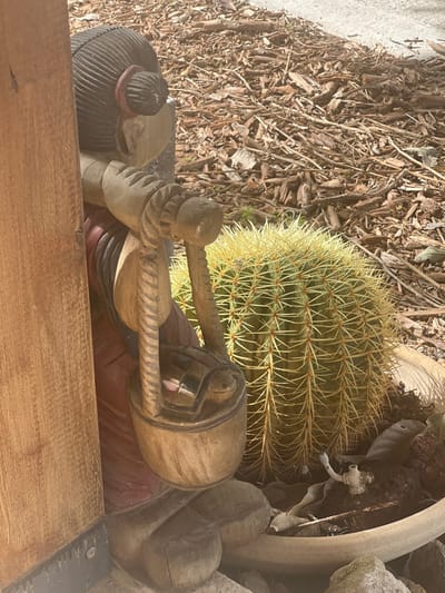 The image displays an outdoor scene in the Hof Ashkelon Regional Council, Israel, featuring a carved wooden figure and a cactus. On the left, a light-brown wooden sculpture, possibly representing a woman, is partially visible, obscured by a vertical wooden post. The figure has carved hair styled in a bun, a reddish-brown garment, and holds a wooden bucket from which a stylized checkered object, possibly a turtle, protrudes. To the right of the sculpture, a large, spherical golden barrel cactus with dense yellow spines is prominently displayed within a wide-rimmed, light-colored planter. The surrounding ground and background are covered with reddish-brown wood chip mulch. Inside the planter, near the base of the cactus, lie dry leaves and a small white, L-shaped object. Rocks are visible around the base of the planter. The scene is brightly illuminated by direct sunlight, casting distinct shadows.