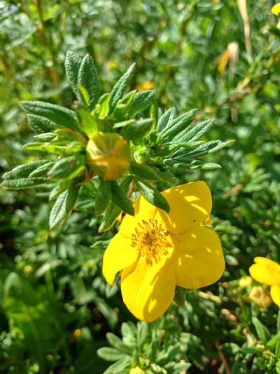 A close-up, eye-level shot captures a vibrant yellow flower in bloom, with soft focus on the surrounding green foliage and a closed bud. The flower's petals are broad and a rich yellow, with sunlight casting shadows across their surface. The center of the flower reveals a cluster of stamens, a delicate detail highlighted by the lighting. Above the bloom, a cluster of fuzzy green leaves surrounds a closed bud, indicating ongoing growth. The background is a blur of green, suggesting a natural outdoor setting with more vegetation. There are no people or animals visible in the frame, and no specific urban elements to suggest a location within the city of Shud'ya, Russia. The overall scene conveys a peaceful, natural moment.