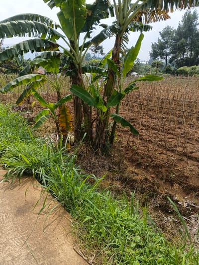A scene depicting banana trees prominently in the foreground, with a field of small wooden stakes stretching into the distance. The ground is predominantly brown. Lush green grass grows along the edge of a concrete path in the lower left corner. The background features trees. The sky is bright and appears to be daytime.