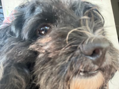 A close-up, low-angle, slightly out-of-focus indoor photograph shows a black dog's face, with its nose filling the majority of the frame. The dog's dark, wavy fur is visible, as is one of its dark brown eyes. The background is blurred, but a patterned cloth and a white surface are discernible, suggesting an indoor setting. No specific location in Karangkebagusan, Indonesia can be determined from this image.