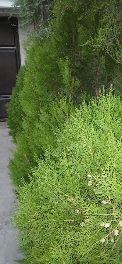 This media file is a close-up, eye-level shot of dense, vibrant green coniferous branches, likely from a cedar or cypress tree. The foliage is lush and textured, with delicate, feathery leaves covering the branches. Some small, pale, cone-like structures are visible among the leaves, suggesting the tree is either in its reproductive stage or bearing immature cones. The lighting suggests it is daytime, with natural light illuminating the upper branches, causing them to appear brighter and a more vivid green, while the lower branches are in shadow, appearing a darker, deeper green. In the background, at the bottom of the frame, a dark-colored, rectangular object, possibly a door or a window frame, is visible against a grey, textured surface, likely a wall. The overall impression is one of natural abundance and the detailed beauty of plant life. The location context of Charshanba, Uzbekistan, indicates a likely outdoor setting, possibly a garden or a natural landscape in that region. No people, animals, or text are visible in the media file.