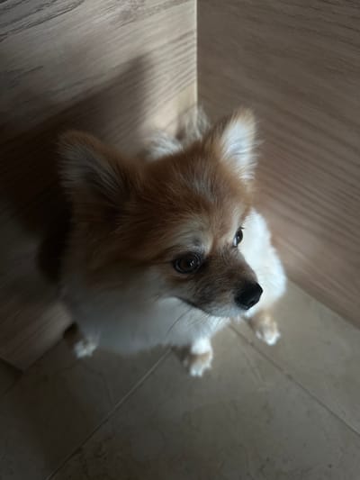 The image displays a small canine, identified as a Pomeranian or a similar Spitz-type breed, positioned indoors within San Mateo Tlaltenango, Mexico. The animal features a reddish-brown coat on its head and upper body, transitioning to white on its chest and lower extremities. Its dark, round eyes are directed upwards and slightly to the right, with erect, pointed ears prominent. The dog's muzzle is dark, and fine whiskers are visible. The subject occupies the central and lower portions of the frame, resting on a light-colored tiled floor. The background consists of light-toned wooden paneling, showing a distinct corner where two surfaces meet in the upper-center. Lighting appears to originate from an overhead source, casting shadows on the dog's left side and the lower left portion of the tiled floor. No other individuals or active interactions are visible.