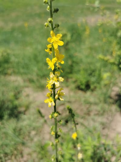 The image shows a close-up of a tall, slender plant stem with small, bright yellow flowers blooming along its length. The flowers have five petals and are clustered in an ascending pattern on the stem. Some buds are visible at the top of the stem, suggesting the plant is still in bloom. The background is a soft, blurred mix of greens and browns, indicating an outdoor setting with grass and possibly some dirt or dry ground. The lighting suggests it is daytime, likely sunny, given the clarity of the flowers. There are no people or specific objects other than the plant visible. The overall impression is one of nature and botanical detail, with the focus solely on the flowering plant. The location is identified as Carbuna, Moldova, implying a natural environment within that region.