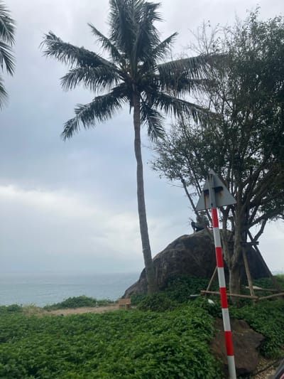 The image depicts a coastal landscape in Sơn Trà Ward, Vietnam, under an overcast sky. A prominent, tall coconut palm tree stands in the left-center, bearing green coconuts. To its right, a large dark boulder is visible on a vegetated slope. Perched atop this boulder is a dark-colored figure. Adjacent to the boulder on the right are multiple trees with green foliage, some partially bare. In the lower right foreground, a red and white striped pole extends vertically, topped with a weathered, rusty triangular sign. Below the pole and around the boulder, the ground is covered in dense green vegetation. The ocean is visible in the background, extending to the horizon under the grey sky, with a visible coastline below the foreground vegetation. A light-colored box or crate rests on the ground amidst the greenery to the left of the large boulder.