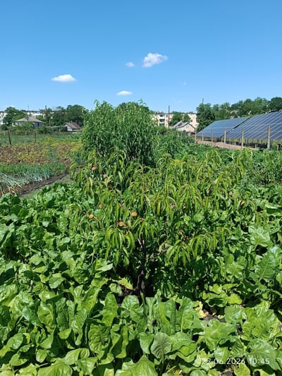 This media file captures an outdoor scene on a clear, sunny day, likely in Artsyz, Ukraine. The foreground is dominated by lush, green leafy vegetables, possibly chard or beet greens, with large, crinkled leaves. Nestled amongst these vegetables is a small, leafy tree bearing several small, light-brown fruits, likely peaches, indicating it's late summer or early autumn.

In the mid-ground, a row of solar panels is visible, suggesting a sustainable energy setup. Beyond the solar panels, a suburban or rural landscape unfolds, featuring houses with various roof types and trees. A few taller buildings and a communication tower can be seen in the distance, hinting at a nearby town.

The sky is a vibrant blue with a few scattered white clouds, typical of good weather. The overall impression is one of a well-tended garden or smallholding, combining agricultural activity with modern renewable energy technology. The image appears to be a personal photograph, with a timestamp in the bottom right corner reading "25.06.2026 10:45", suggesting it was taken on June 25, 2026, at 10:45 AM. There are no people visible in the image. The scene evokes a sense of peace and productivity.