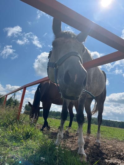 In a field near Akhlebaikha (Kovriginskii S/S), Russia, two horses stand behind a reddish-orange fence under a bright, sunny sky with scattered clouds. The horse in the foreground, a light gray dappled horse wearing a blue halter, is positioned close to the camera, its head and muzzle prominently featured. A dark green rope is attached to its halter. Behind it, a darker brown horse grazes in the tall green grass, its head lowered. The ground is a mixture of dirt and grass. The overall environment suggests a rural setting, possibly a farm or pasture, during daylight hours.