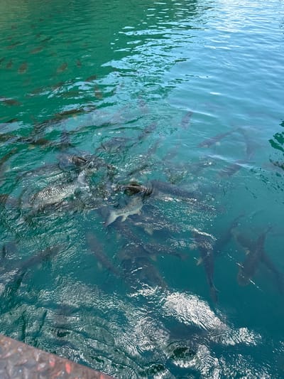 The image shows a school of fish in the water, likely a lake or river. The water appears clear with a bluish-green tint. Several fish are clustered together, creating a feeding frenzy effect near the surface. In the upper part of the image, one can see light reflecting off the water's surface. The location is presumed to be in Ban Ta Khun, Thailand, based on the prompt. The presence of a structure or object is slightly visible on the lower-right edge.