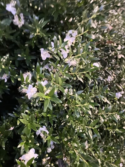 The image shows a close-up of a dense green bush with numerous small white flowers and buds. The bush is lush, with many leaves and branches filling the frame. Some of the flowers are fully open, revealing delicate white petals and prominent stamens, while others are still in bud form. The lighting suggests it might be dusk or an overcast day, with a muted, natural light illuminating the foliage and blossoms. The background is mostly dark and out of focus, indicating the focus is on the detailed texture and composition of the plant. The scene appears to be in a natural outdoor setting, possibly a garden or park within the city of La Línea De La Concepción, Spain, given the provided context. There are no people or discernible human activity depicted.