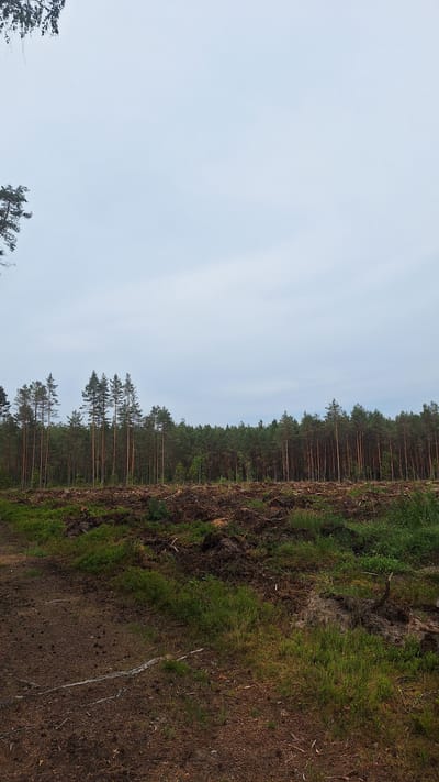 The image depicts a forested area with a cleared section in the foreground. A dense line of tall pine trees forms the background, with a lighter green canopy. In the middle ground, there is a recently cleared area with exposed soil, tree stumps, and debris, suggesting logging activity. The foreground consists of a dirt path and sparse green vegetation growing on the soil. The sky is overcast and a pale grey. The scene is located in Vālodzes, Latvia. There are no people or animals visible in the image.