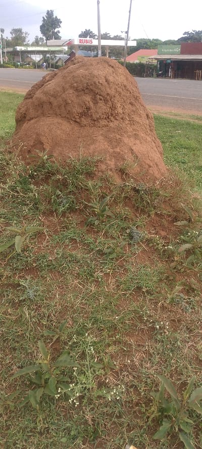 A large, brown termite mound dominates the foreground, surrounded by sparse grass and small plants. In the background, across a road, a "RUBIS" gas station is visible, along with a building displaying "Kenya's Best 4G+." The sky is overcast, suggesting cloudy weather. The foreground is in focus, making the termite mound the primary subject.