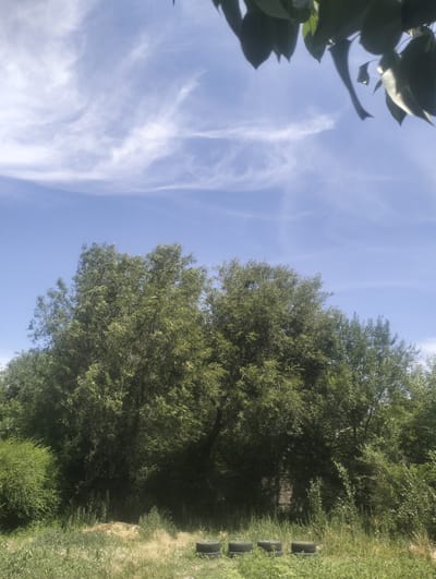 The image depicts an outdoor scene featuring a bright blue sky with wispy white clouds. In the foreground, lush green trees dominate the landscape, with dense foliage. Below the trees, a grassy area is visible, interspersed with small white wildflowers. Several dark, circular objects, appearing to be tires, are placed on the ground in the lower right portion of the image. The overall environment suggests a natural, possibly rural setting. The location in the city of Qarabulaq, Kazakhstan, is a factual detail provided external to the visual information. There are no people or animals visible in the image, and no discernible actions or interactions are taking place.