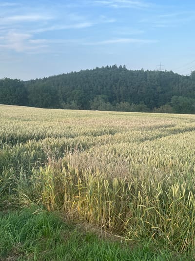 A landscape photograph captures a field of wheat under a light blue sky with scattered wispy clouds. The wheat is densely packed and appears to be nearing harvest, with stalks transitioning from green to a golden hue. The field stretches across the frame, bordered on the left by a dense, dark green forest. In the distance, silhouetted against the sky, are power lines and a transmission tower, suggesting a rural or semi-rural setting. The light suggests it is either early morning or late afternoon, with the sun casting a soft glow. The overall scene evokes a sense of tranquility and natural beauty. There is no visible text in the image. The location context places this scene in Momberg, Germany.