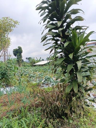 This image depicts an outdoor agricultural scene, likely a farm or cultivated garden, under an overcast sky. A prominent, tall plant with thick stalks and large, dark green leaves stands in the right foreground, extending vertically through much of the frame. Its lower section shows dried, brown foliage.

To the left and extending into the mid-ground is a field with rows of leafy green crops, possibly broccoli or cauliflower, interspersed with dark plastic sheeting laid over the soil, likely for mulch or weed control. Closer to the left foreground, rows of slender, bright green plants resembling green onions or leeks are visible.

In the mid-ground, a simple shelter or shed with a white roof is visible amidst the cultivated land. The background features dense green trees and foliage, with distant hills or mountains subtly silhouetted against the cloudy sky. Another tree with lighter green leaves is partially visible on the far left.

The scene conveys a sense of active farming or gardening in a lush, rural environment, consistent with a setting in Kolwara, Papua New Guinea. The time of day appears to be daytime, characterized by soft, diffused lighting due to the cloudy conditions. No people or visible text are present.