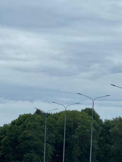 The image depicts a line of streetlights along a road bordered by dense green trees. The sky is overcast with soft, diffused light, suggesting it is daytime. The streetlights are tall and slender, with curved arms holding their lamps. Some of the lamps are visible at the ends of the arms, dark and unlit. The trees form a thick, verdant wall on the right side of the frame, their foliage appearing lush and healthy. The sky on the left is a pale, uniform grey, with subtle variations in tone indicating cloud cover. There are no people visible in the image, and no text is present. The scene suggests a quiet, perhaps rural or suburban, roadside. The overall impression is one of natural beauty combined with man-made infrastructure.