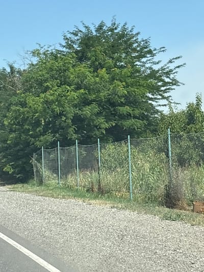 The image shows a roadside scene with a large green tree on the left and a gravel road on the right. A wire mesh fence with thin, light blue poles runs along the edge of the road, separating it from the grassy area and the tree. The fence appears to be installed to prevent something from entering or leaving the area. The tree is dense with green foliage, suggesting it's springtime or summer. The sky is a clear, light blue, indicating a sunny day. The road surface is a typical asphalt with a white line marking its edge, suggesting it's a paved road. The setting appears to be a rural or semi-rural area, given the presence of a large tree and grassy verges. There is no visible text in the image. The time of day seems to be during daylight hours, likely late morning or early afternoon. The overall impression is one of a quiet, possibly isolated, location.