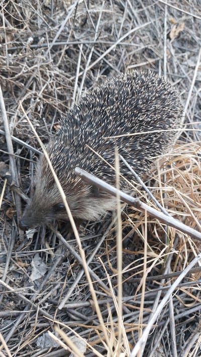 This is a close-up, eye-level, overhead shot of a hedgehog nestled amongst dry, natural debris. The hedgehog is the central subject, its body mostly covered in dark and light-banded spines, facing towards the bottom right of the frame. Its face, with dark eyes and a pointed snout, is visible, peeking out from the dry grass and twigs. The scene is dominated by a chaotic jumble of dried grasses, thin twigs, and some leaf litter, creating a textured, earthy background that offers natural camouflage for the animal. The lighting suggests it is daytime, likely with diffused sunlight given the lack of harsh shadows. The overall impression is one of a wild animal in its natural habitat, undisturbed and camouflaged within its surroundings in Shakhtinsk, Kazakhstan. There is no visible text in the image.