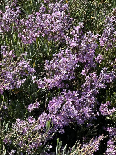 The image displays a close-up view of a dense cluster of small, pale purple flowers with green, narrow foliage. The flowers are star-shaped with five petals and are arranged in clusters along the stems. The background consists of more of the green foliage, creating a soft, out-of-focus effect. The lighting suggests a bright, sunny day, casting shadows and highlighting the textures of the plants. This scene is consistent with the flora found in Le Lavandou, France, where such flowering shrubs are common in gardens and natural landscapes. No people or objects other than the plants are visible.