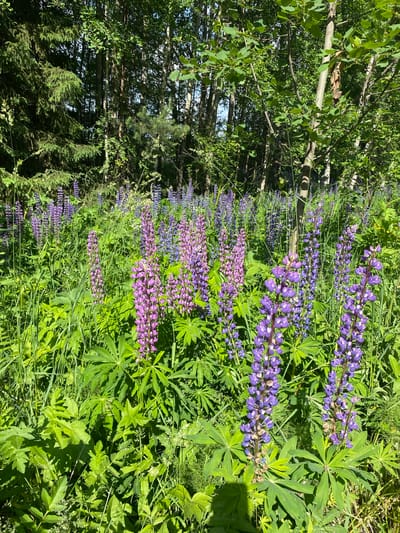 A medium shot captures a sunlit field of blooming lupines in Nekrasovo, Russia. The foreground is dominated by vibrant purple and pink lupine flowers, some reaching up to waist height, interspersed with lush green foliage and tall grasses. In the background, a dense forest of deciduous and coniferous trees forms a natural backdrop, with dappled sunlight filtering through the leaves. The scene depicts a natural, outdoor environment, likely a meadow bordering a wooded area. No people or animals are visible in the image. The overall impression is one of a serene summer landscape.
