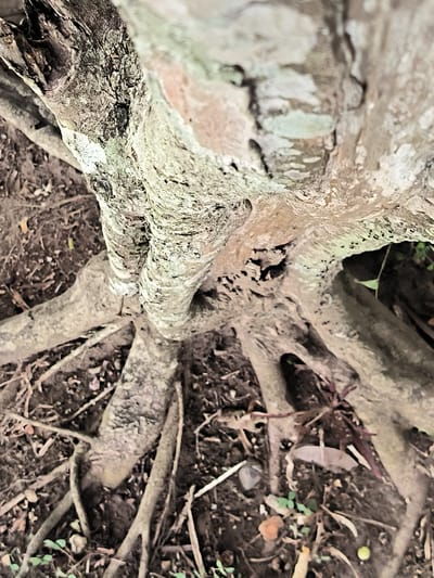 This image presents a close-up, slightly overhead view of the base of a tree in Lambarotunong, Indonesia. The main subjects are the thick, gnarled tree trunk and its extensive, exposed root system. The bark of the tree is rough and textured, displaying a mosaic of brown, gray, and light green patches, indicative of natural wear and possibly lichen growth.
Numerous robust roots emerge from the base of the trunk, spreading out across the ground. Some roots are partially buried, while others lie exposed on the surface, showcasing their intricate, interwoven patterns as they anchor the tree. The ground consists of dark soil, littered with organic debris such as fallen leaves, small twigs, and a few small stones. Patches of small green plants or weeds are visible growing amidst the detritus on the soil.
The image captures a static natural scene, with no discernible activity or event taking place. The lighting suggests it is daytime, possibly under diffused or overcast conditions, given the absence of harsh shadows. The focus is sharp on the tree's base and roots, with the upper portion of the trunk slightly blurred. There is no visible text in the image.