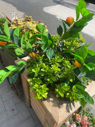 In the city of Pavlovo Podvor'ye, Russia, an outdoor scene showcases a wooden planter box filled with lush green foliage and artificial fruit. The planter is positioned on a paved walkway, adjacent to a street with visible asphalt and shadows. Branches with bright green leaves and small orange fruits, resembling mandarins, extend from the planter, with some fruit visible on the left and right sides. Behind the primary greenery, a plant with variegated yellow and green leaves can be seen, along with delicate light purple flowers on a thin stem reaching upwards. The sunlight casts distinct shadows on the planter and the surrounding pavement. In the lower right corner, another planter is partially visible, containing a bouquet of pink tulips. No people are present in the frame.