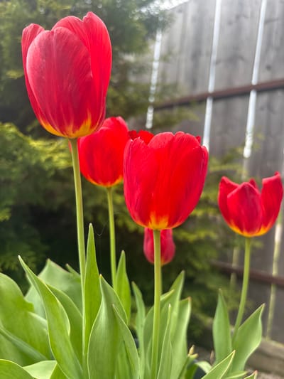 The image shows a cluster of red tulips with yellow edges in a garden setting, likely located in Lahojsk selsaviet, Belarus. Four tulip blossoms are visible at varying stages of opening. The blooms have a textured, almost pleated appearance. The green stems and leaves are also visible, contributing to a lush visual texture. In the background are a partially visible wooden structure and evergreen foliage. The overall impression is of a vibrant, well-tended garden during daylight hours. The presence of spiderwebs on the tulip stems indicates a natural, undisturbed environment. No people or specific actions are visible.