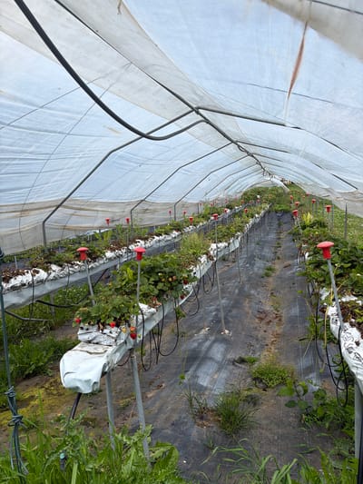 An interior view of a greenhouse in Lateis/Latais, Italy, shows rows of strawberry plants growing in white bags supported by metal poles. Red mushroom-shaped stakes are planted throughout the rows. The greenhouse has a white, translucent plastic covering stretched over a metal frame. The ground is covered with black plastic sheeting.