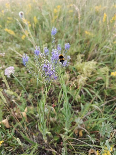The image depicts a close-up view of a meadow with a bumblebee prominently featured. The bumblebee, with its distinctive black and yellow stripes, is positioned on a cluster of small purple flowers. The flowers are part of a taller, slender plant with green leaves and stems. In the background, the meadow is filled with various types of vegetation, including tall grasses and smaller yellow wildflowers, all slightly out of focus, suggesting a shallow depth of field. The overall scene is one of nature, likely in a rural or semi-natural setting within the city of Imeni Tel'mana Nomer Tretiy, Kazakhstan. There are no people or man-made structures visible in the frame.