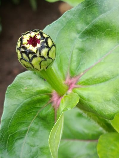 A close-up, eye-level, outdoor photograph captures a nascent flower bud, likely a Zinnia, in a garden setting. The bud is predominantly lime green with striking black markings on its outer petals and a deep crimson center. It is supported by a sturdy green stem, adorned with hints of pink near the base. Large, vibrant green leaves surround the bud, showcasing their intricate vein patterns. The background is softly blurred, suggesting a natural, possibly domestic, environment. The lighting is bright, possibly natural sunlight, illuminating the textures and colors of the flora. The image was taken in Kyzyl Suu, Kyrgyzstan.