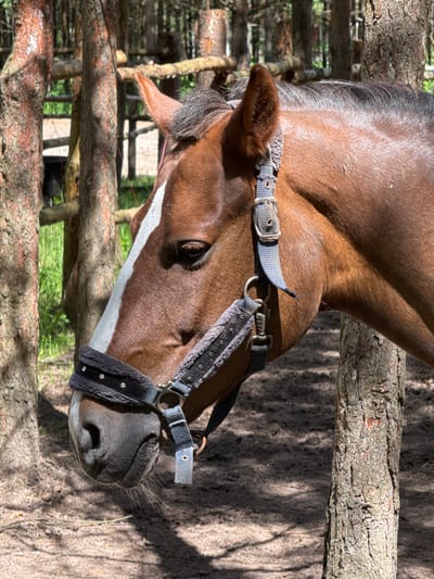 This media file shows a close-up, portrait-oriented shot of a brown horse's head and neck. The horse is wearing a halter with black and gray padded straps. The halter has metal rings and buckles, and some text is visible on one of the straps: "YOUR AMIA.E".
The horse has a white marking on its face, extending from its nose up towards its eye. The horse's eye is dark and appears calm. Its ears are visible, and its mane is dark brown. The background is blurred, but it appears to be an outdoor setting with natural elements. Rough-barked logs form a fence or enclosure in the foreground and background, suggesting a rural or stable environment. The ground beneath and behind the horse is covered in dirt and shadows, with some dappled sunlight filtering through.
The lighting suggests it is daytime, likely with sunlight casting shadows, indicating a sunny day. The overall mood is peaceful and natural. The location is identified as Vorsma, Russia. No specific activity or event is clearly depicted beyond the horse simply being present in its environment.
